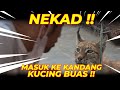 NEKAD !! MASUK KEKANDANG KUCING BU4S !!