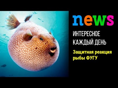 Защитная реакция рыбы Фуги