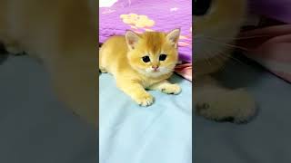 可爱的小猫可爱