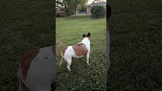 Bella Barking on Demand