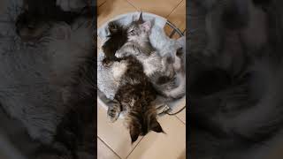 Maine coon kittens. Meino meškėnas kačiukai žaidžia @VaidaMurAmurrr