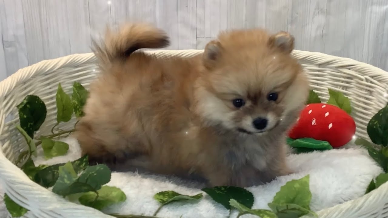 ポメラニアン　　2.5.9番 ポメラニアン♀2602D0123 - YouTube