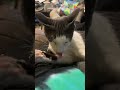Weebles relaxes on me a little while ago. #cat #catvideos #catlover