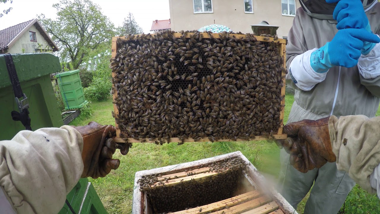 Teori 3   Avläggare