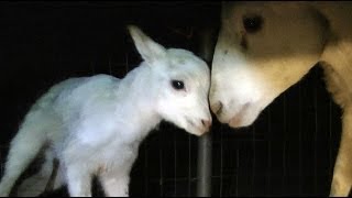 Adorable Newborn Lamb Learns To Walk... And Fall