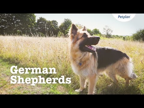 german-shepherd-puppies-&-dogs-|-breed-facts-&-information-|-petplan