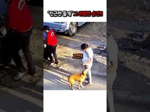 친근한 <strong>들개</strong>?그 위험한 순간!! #강아지 #동물