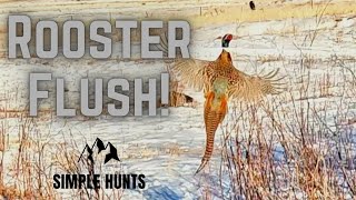 How We Took FIVE Birds in the Snow of Colorado | Pheasant Hunting at Rocky Mountain Roosters