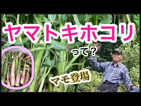 Picking wild vegetables with my 82-year-old brother! ️Mt. Taiko