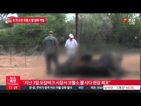 北 외교관, 또 망신…코뿔소 뿔 밀매 적발