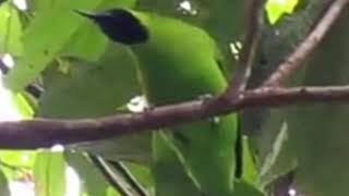 Mp3 suara pikat burung cucak ijo mini 2021//paling top