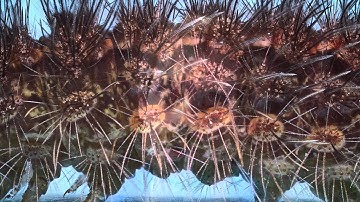 About Macroscopic Solutions