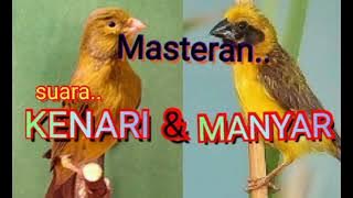 Masteran paling Dicari || suara Burung KENARI dan Burung MANYAR..