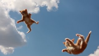 Поведение животных. Учение о падениях кошек. М. Карпинская и Д. Рогожкин. Ч. 2 Поведение животных. Учение о падениях кошек. М. Карпинская и Д. Рогожкин. Ч. 2