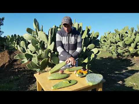 Vídeo: Opuntia - Propriedades Benéficas, Reprodução E Cuidado De Peras Espinhosas. O Uso De óleo E Receitas De Figos Da Índia