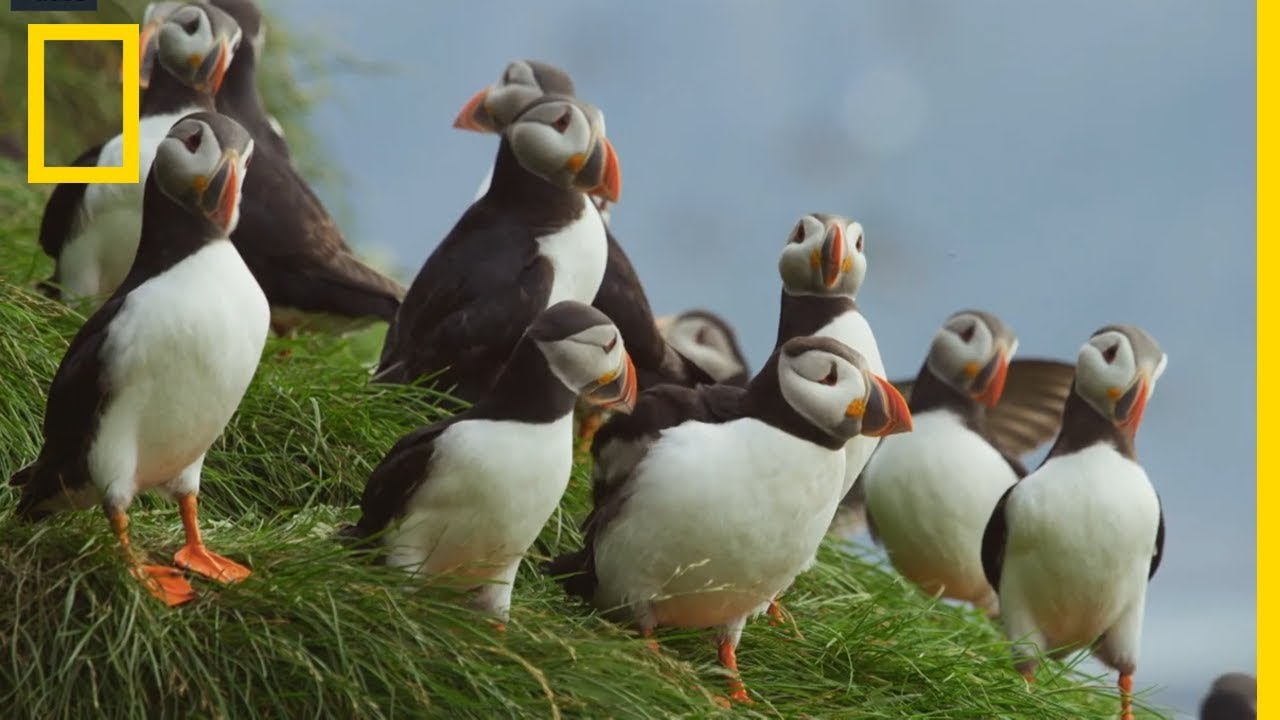 Le macareux moine, l'une des plus étranges créatures de l'Arctique