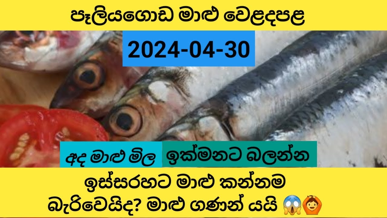 2024.04.30 අද පෑලියගොඩ මාළු මිල ගණන් දැන්ම බලන්න Today Peliyagoda