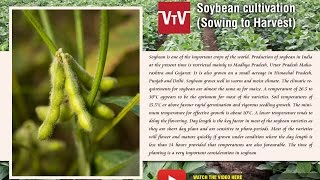 Soybean  cultivation