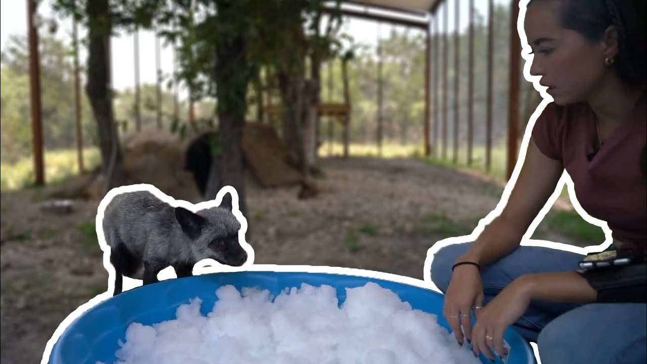 Fox Snow Day 🦊❄️ - 6/16/23