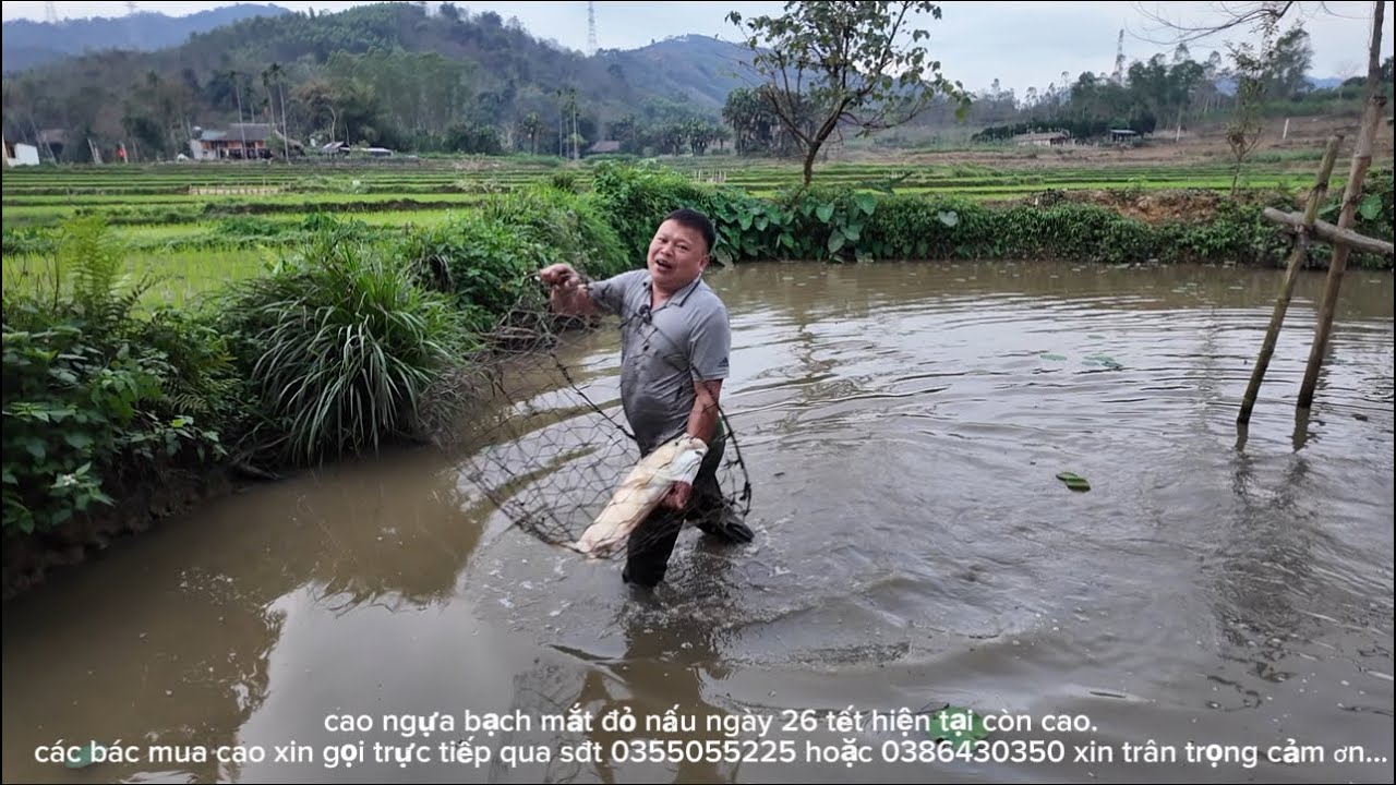 A Tuyến đi mua ngựa bạch mắt đỏ cho khách không thành.chiều tối xuống ao bắt cá khủng #gaiban 