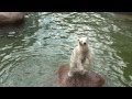 Показательное кормление белого медвежонка в Ленинградском зоопарке (Санкт-Петербург)