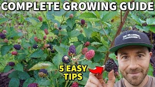Grow The Most Incredible BLACKBERRIES In 5 Easy Steps!