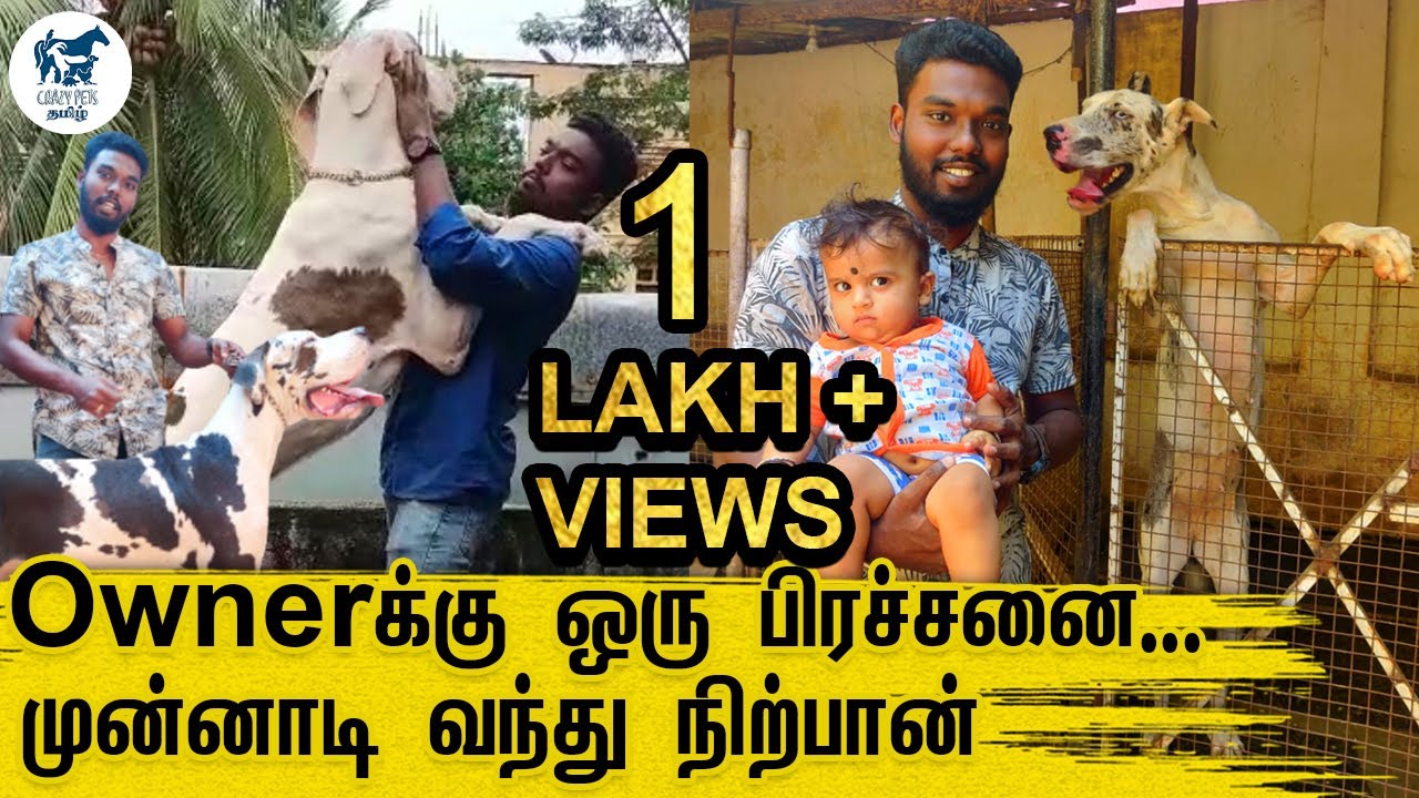 பார்க்க தான் பெருசா இருப்பாங்க ஆன குழந்தை மாதிரி!.. | Great Dane Dog | Great Dane History