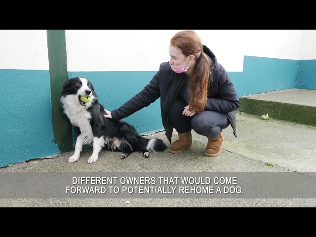 Dublin County Dog Shelter class=