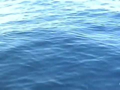 Βίντεο: Χελιδόνι Όρκας: περιγραφή και φωτογραφία