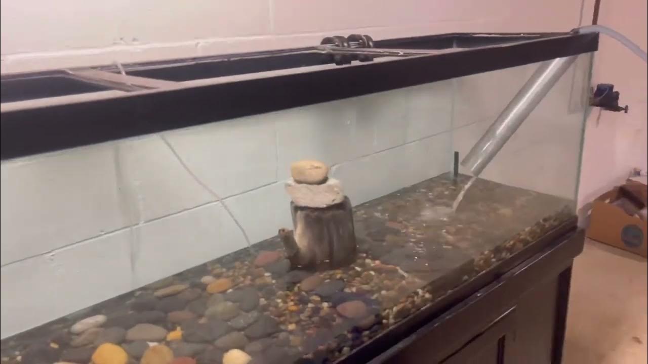 Moving my Fish from one tank to another YouTube
