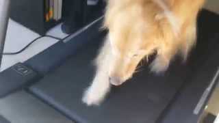 Remus On The Treadmill