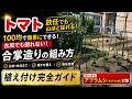 【トマト栽培】100均で最強の合掌造り!放任でも山ほど採れる支柱の組み方と植え付けのコツ/超大事なアブラムシ(モザイク病)対策/根張りが良くなる寝かせ植え/放任栽培(ソバージュ栽培)/初心者向け