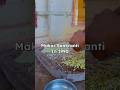 Makar Sankranti 1990 vs 2024 Gwalior bhind morena #gwalior #bhind #morena #trending  #festival