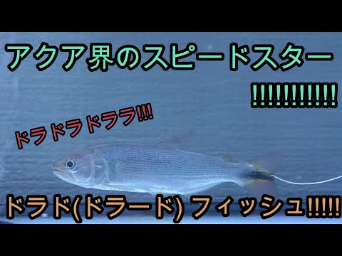 ドラド（ドラード）フィッシュを撮影! カメラよ、追いつけるか 