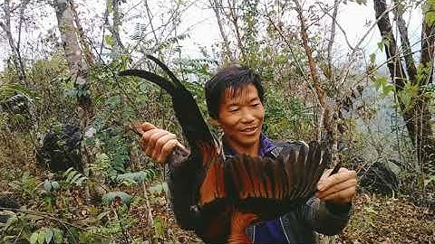 Yos hav zoov 2022 -mus lais cuab qaib qus los mas kes tus lau l tsu vaj l