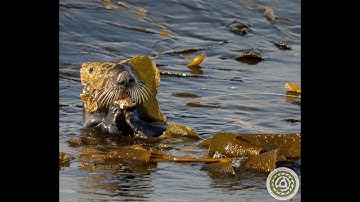 The Spore Solution: The Complicated California Kelp Conundrum and What is Happening Now