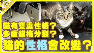 【孤貓工作室】貓都有雙重性格多重貓格分裂貓的性格會改變孤貓誰最大改變