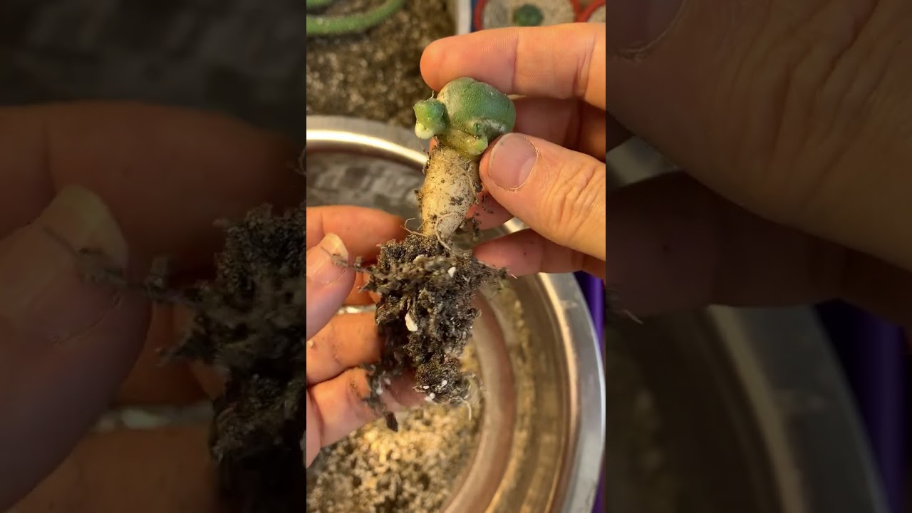 Пейот, и его реповидный корень. Lophophora williamsii 