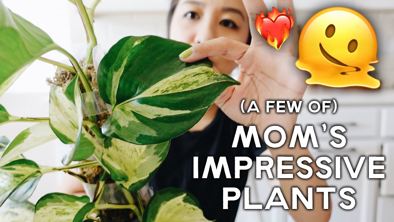 my mom grows plants better than I do 🙃