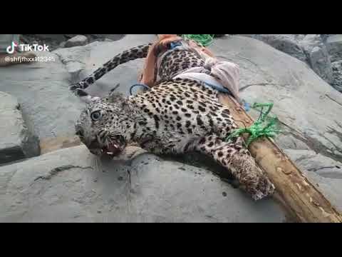 شوفو كيف زقرو الفهد رجال اليمن 