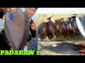 CATCHING SALMON-SALMON & YAHING FISH,HANDLINE FISHING PHILIPPINES, (PADARAW) sibale romblon