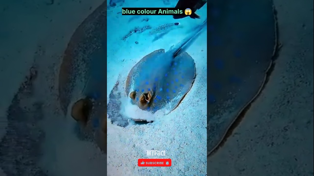 Blue colour Animals 😱💯