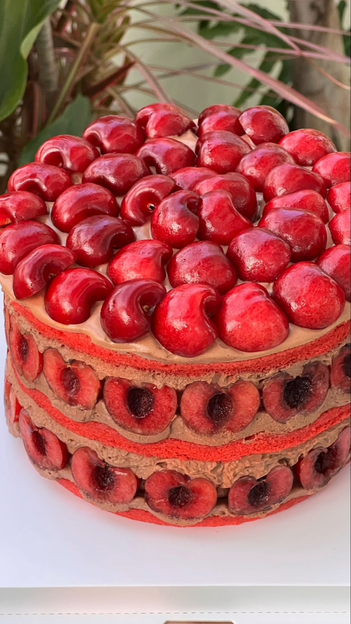 The New Year is all about eating cherry cake # It's the season for eating cherries again # Immersive