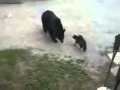 Медведь bear странная битва