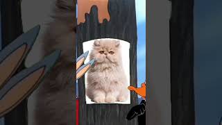 Random stuff #memes #cat #cursed