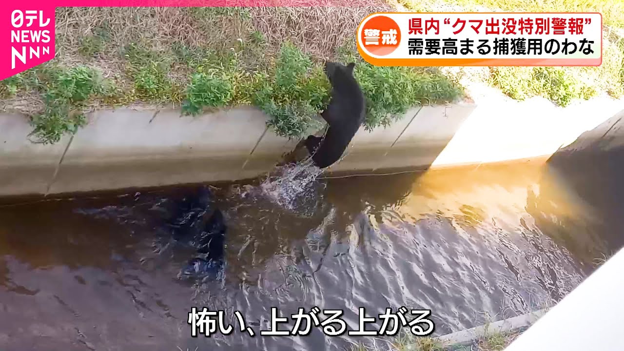Bears] Bears are appearing in residential areas again Demand