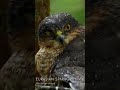 Birds that sleep with one eye open