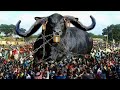 देखिए जब भारत के इस मेले में आया 250 करोड़ का भैंसा तो लोगों के उड़े होश l Most Expensive Bulls