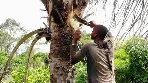 How We Get Palm Wine In Nigeria || Fresh And Organic Palm Wine Direct From A Palm Tree