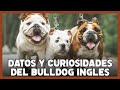 10 Datos y Características que debes saber del BULLDOG INGLÉS 🐾